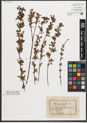 Foto von Salix purpurea L.